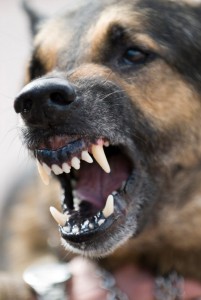 dog bite